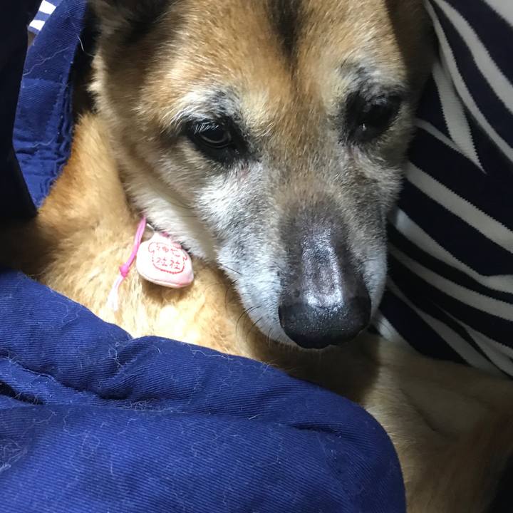 70ecdc4c ac5d 43b2 8f61 3fb5ddb429cb 1554632717011