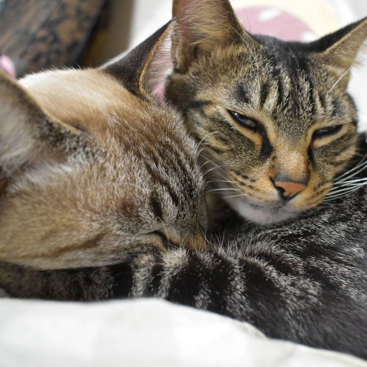 70efe478 3907 4e1b a245 a042ca643ee7 1572434872060