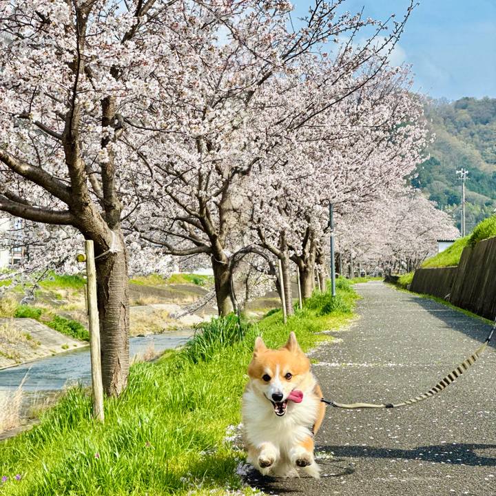 70f16c71 bc84 405d b48f d38100a62212 1775355369106