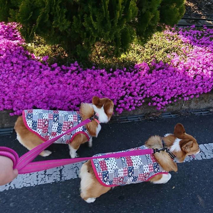 70f29c66 0524 4524 b9a6 645702dee855 1555405664423