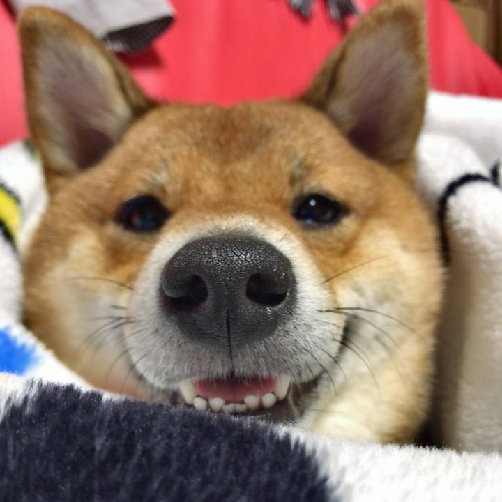 70f39025 9c60 4e1e b732 fa8f4f646e57 1543835987450