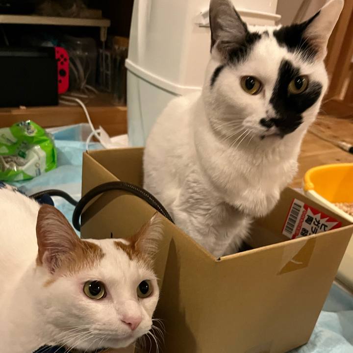 70f41fa7 016c 4643 991d 33f7819ee6fc 1766318417376