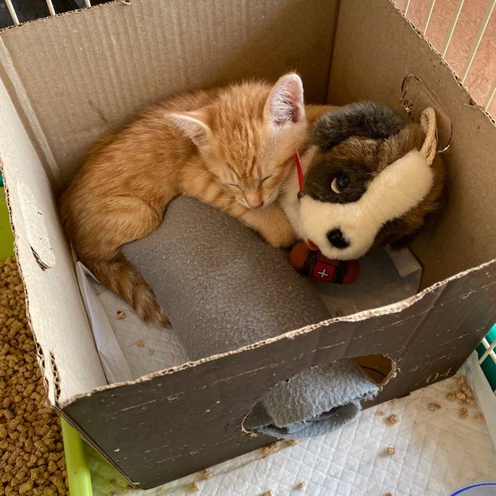 70f5a2e6 7b0c 4370 a2ff edaf2fa54bef 1656661456054