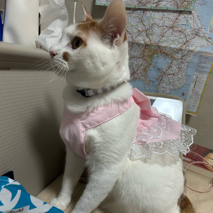 70f69ea8 46db 4a59 a915 86042a00b978 1761828882482