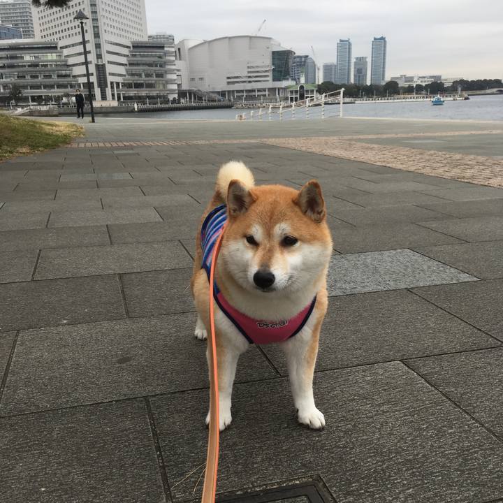 70f77c1c 1dd4 4d56 bf17 ea26037fdc83 1547270040642