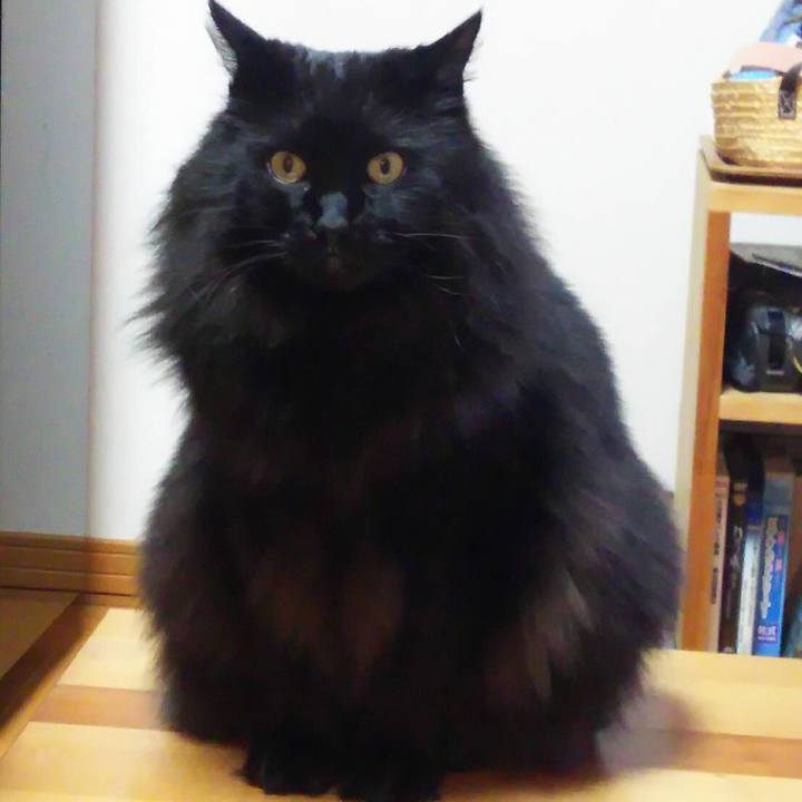 70fa11d0 c170 470a ba79 806bea46c494 1545654688635