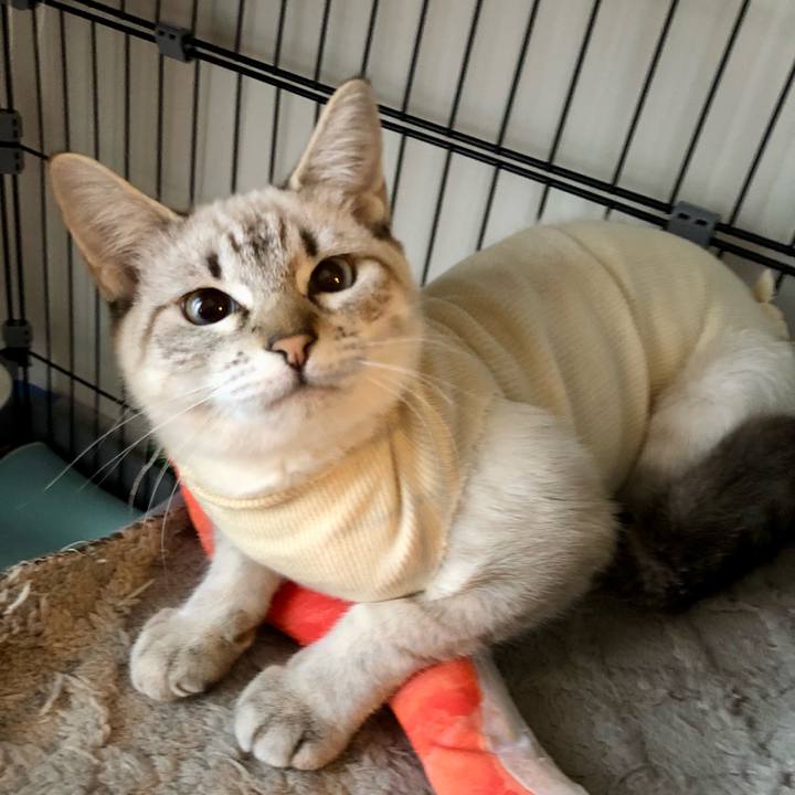 70fa72cf b405 419b b751 6b1e1e1c7835 1733008938652