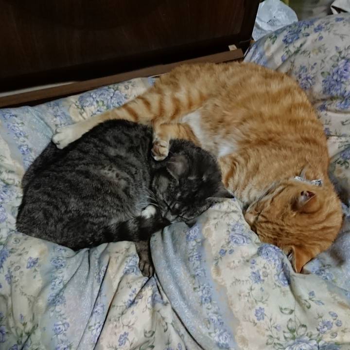 70fda9be d523 4e77 83cc 2a7a60b645f1 1589373285925