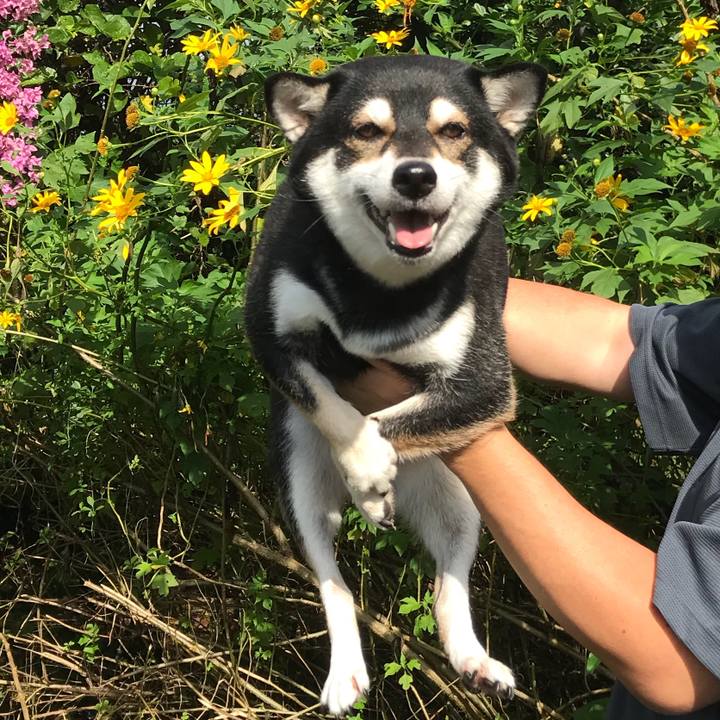 70fddc3e 71f8 421a acfd 937a212989e7 1511313940396