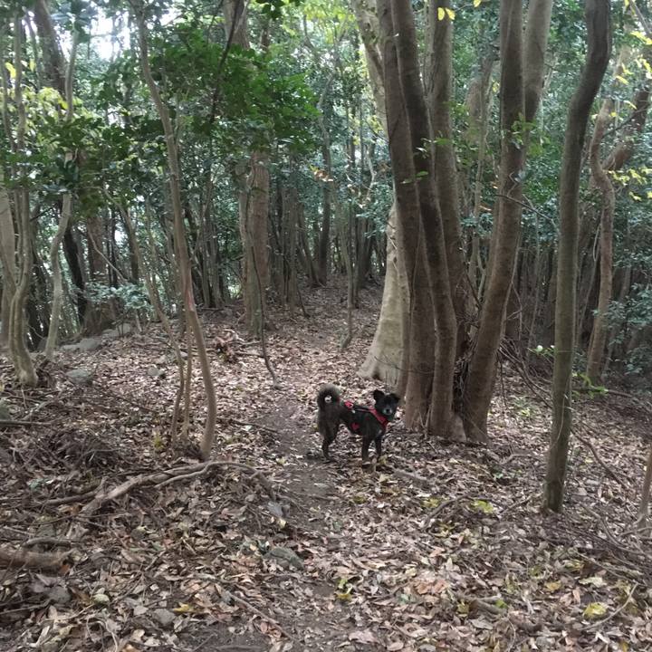 70fe2d6f fad5 4772 b903 83b71a6e1e4e 1515068190534