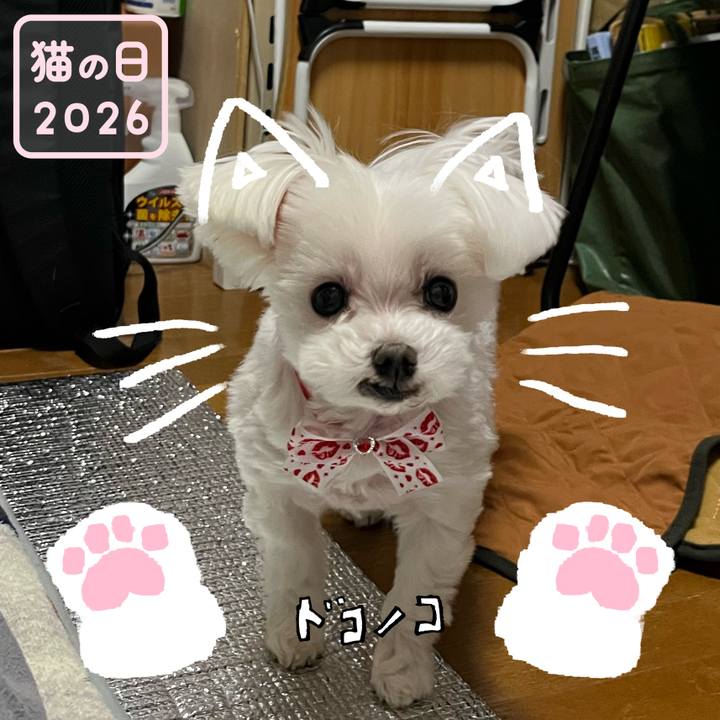 70ff02c2 249c 4e6e 9769 922e8d7890d5 1771709923266