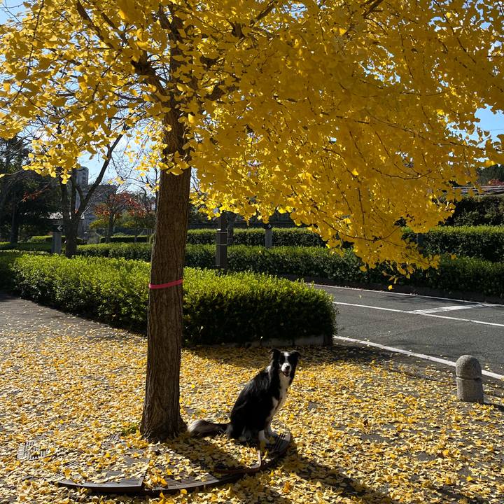 70ffa8ff 540b 479e bf7f 1dc4b49fa8c9 1763249095680