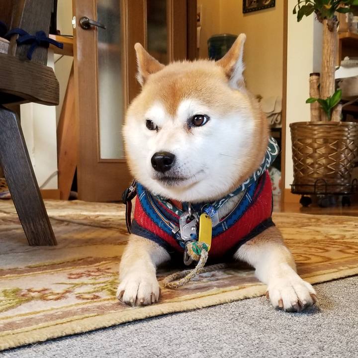 7102087f e266 4320 8f27 f0aedfdb2288 1543709659976