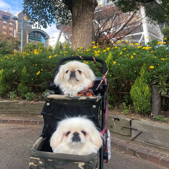 7102746f ef0e 40f7 a0e7 42b0702b43e9 1544870358433