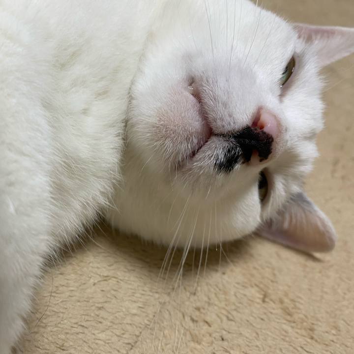 71031988 c1f7 4e8b 844d ae22a5ad8585 1591884076916