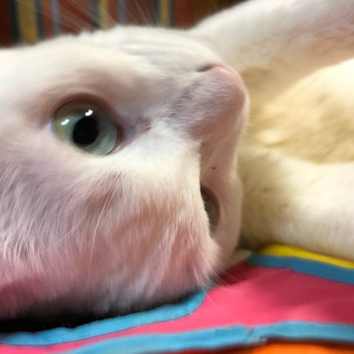 71039ed6 c1c8 4343 b946 1885ca2ccb17 1552129089490