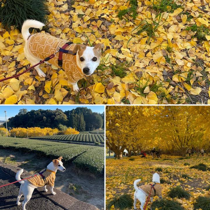 71065a77 6626 4b14 ab85 181fc0d2aefa 1638014941418