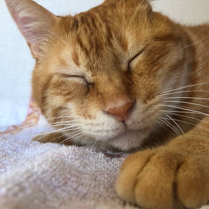 71085226 d0a0 4753 8de8 c8841bc35b52 1596238971722