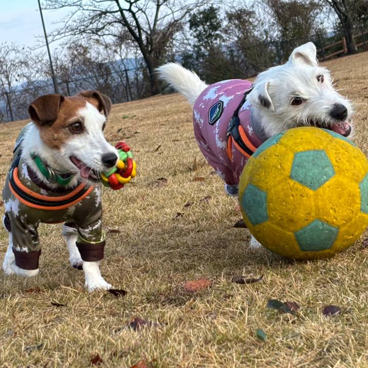 710a6588 5dd4 4cb6 99a9 581920209b1b 1765929252092