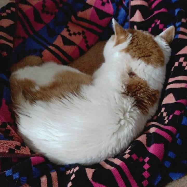 710b0bc7 72d8 4194 a986 024336ad8cce 1585920117105