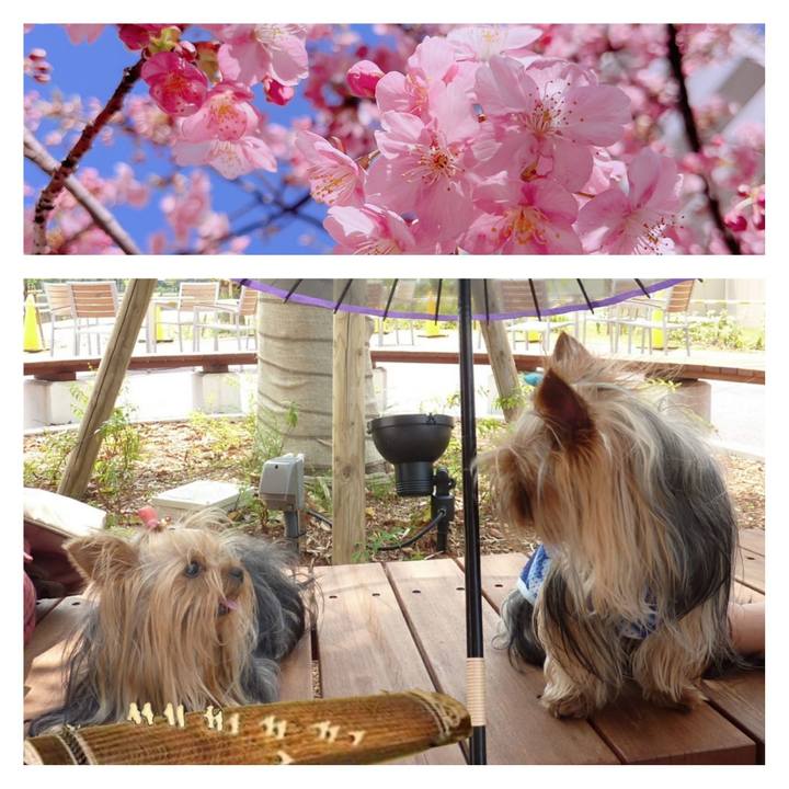 711094ba 4e3a 4526 879c d1049dce060d 1680321765847