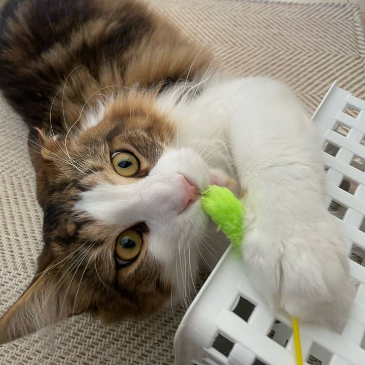 7115e3c7 1f31 4fc6 add5 8d89bed5f424 1652385778696