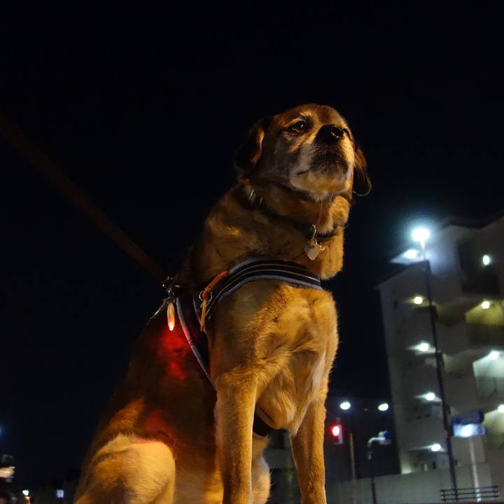 711a69ea ded5 4847 83b9 2a2cae9436ec 1550845435710