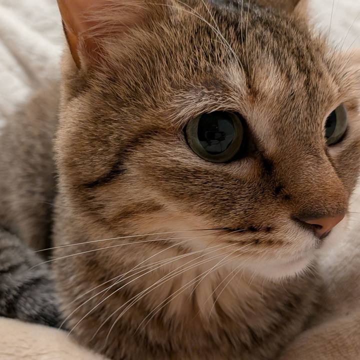 711bc21f 53b3 4000 b16e f9b4e8f836dd 1764019440246