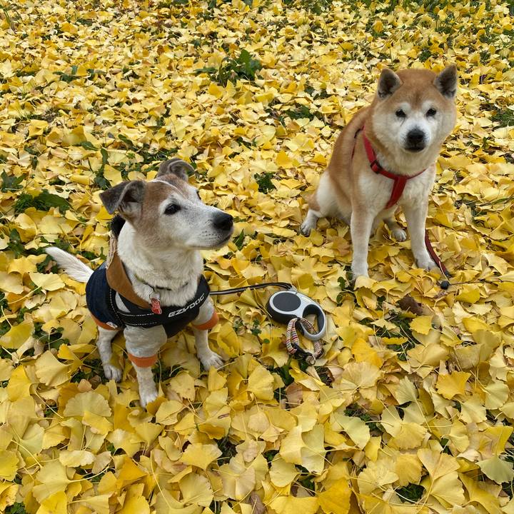 711be02d 726a 455e 807d 4edbda9f3479 1607843957641