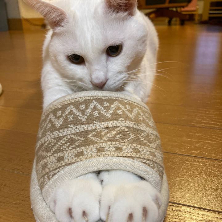 711ed51e 0667 44d3 995c 34c606527008 1662299450622