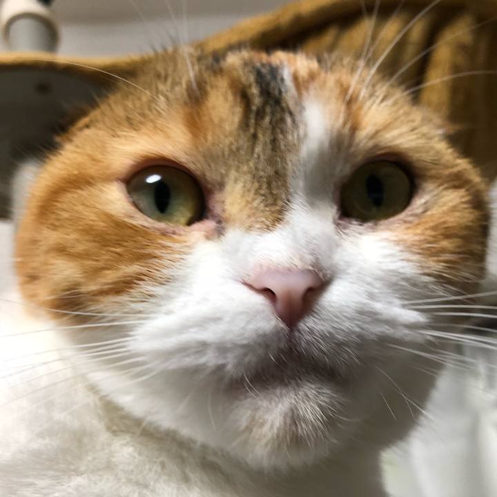 711fec8b dab7 4a9e 8420 87991103d38d 1532961505901