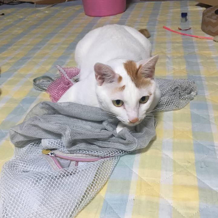 71203c24 9369 4468 ac3e 873632625fe9 1536857394871