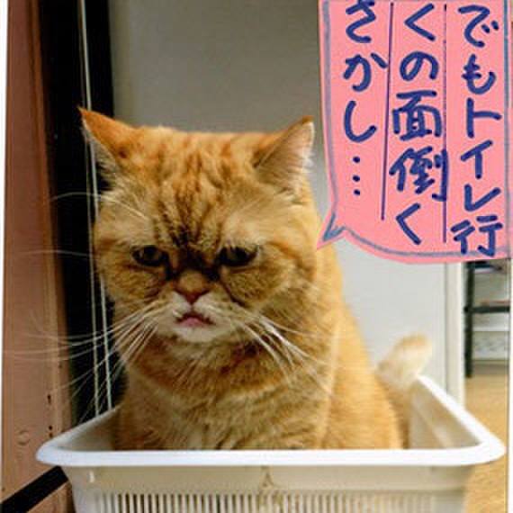 7121b183 3b53 4047 b636 cea871cd9632 1544581849275