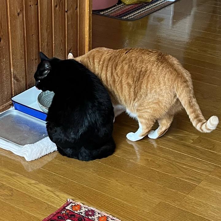 712790f1 53b4 4a7b bb74 2c7aa4d9a2a6 1737860690823