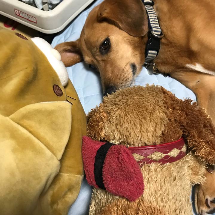 7129cf0f 0e05 4273 bcd9 56a7b473b486 1531912646298