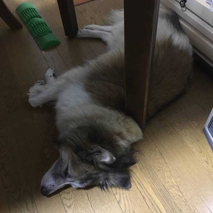 712e9ed7 3474 49e8 b4b1 07ce9997d5d1 1508771644836