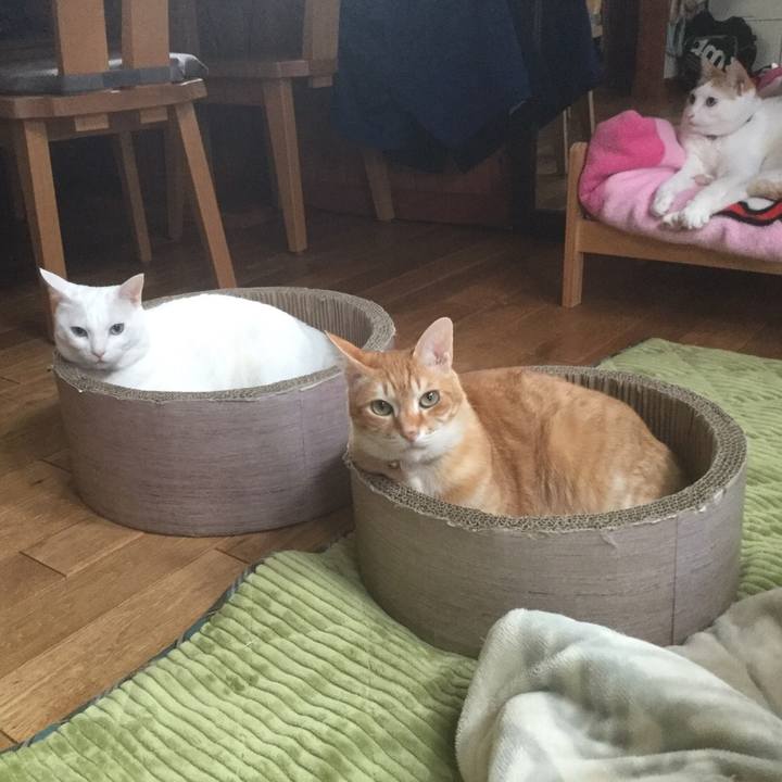 712fde48 4b69 4e2d 9a48 ac13c910d5ea 1550305300443