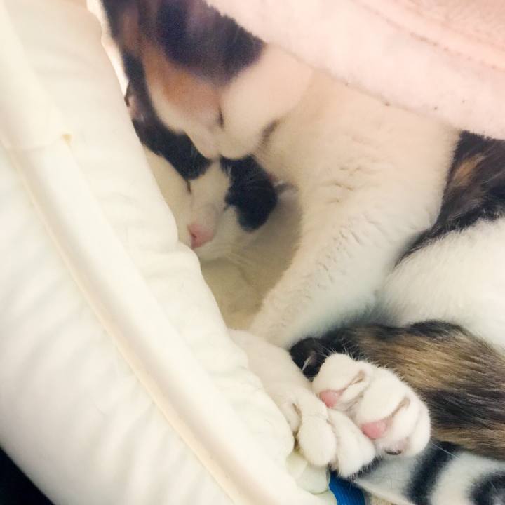 71303fd7 89b7 447c 8648 352c6be9544b 1522199613553