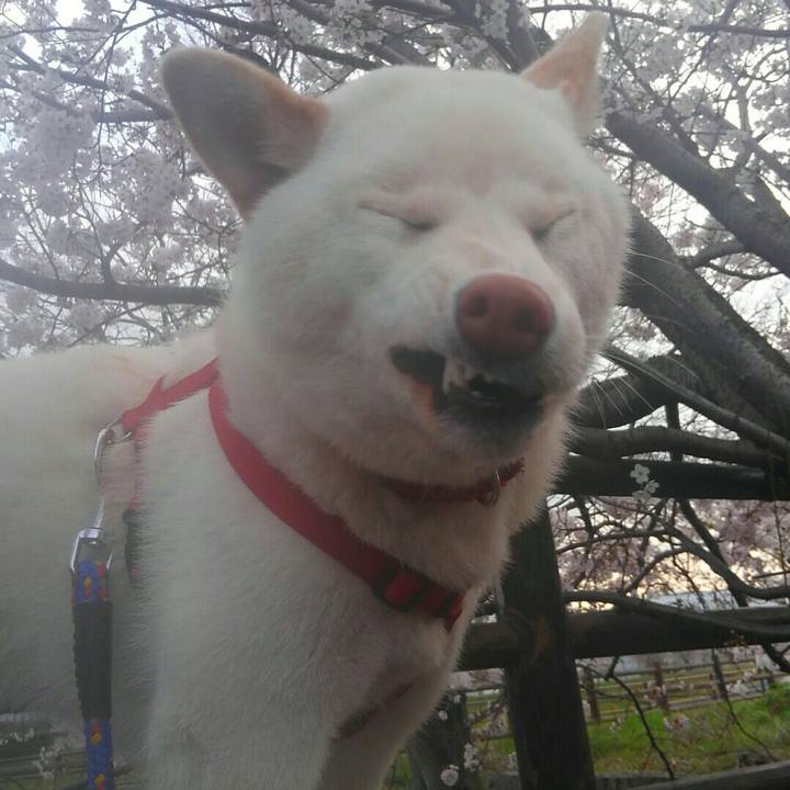 71312415 d9d9 490c 9b5a 46e635148bb6 1524241685108