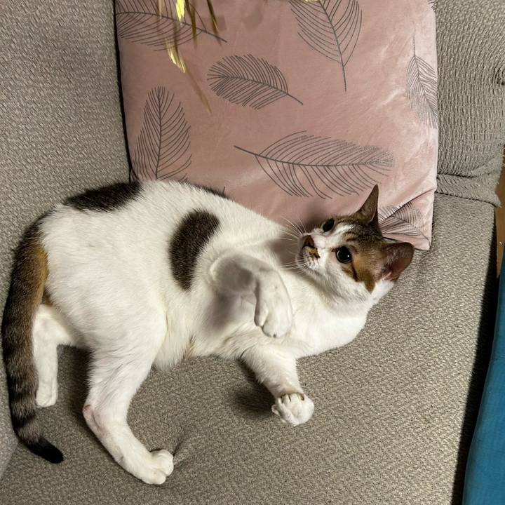 713126f7 4465 48c5 a0a8 4d499c49a779 1763021996879