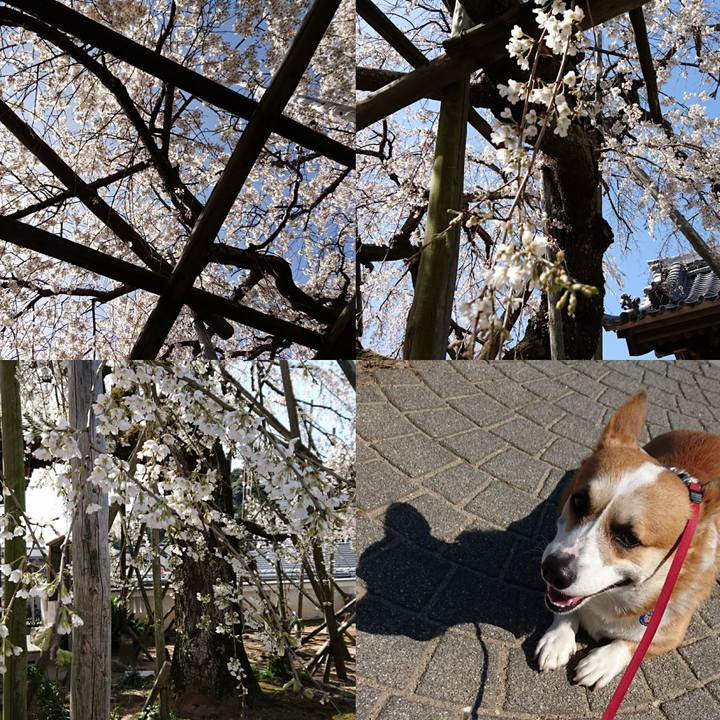 71319616 646f 4185 83e1 50cf08f8a495 1616118111810