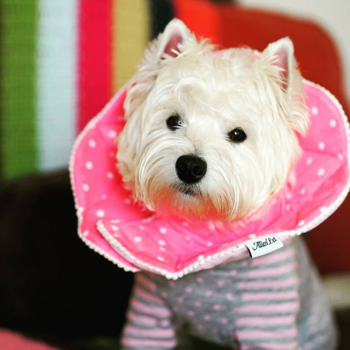 71321c2a 1503 4d58 9c22 928ad225af98 1513116572797