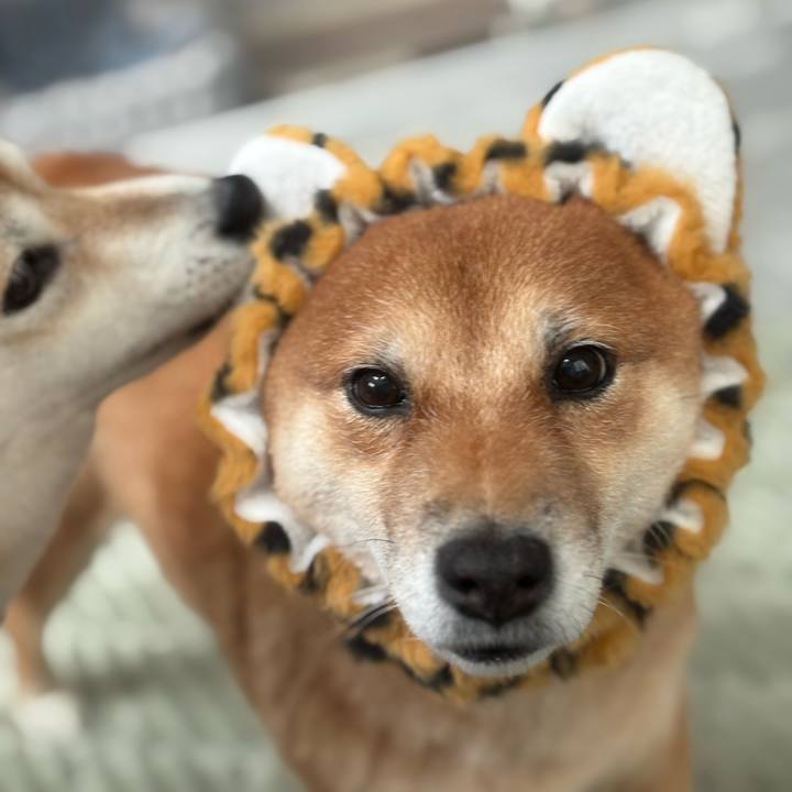 7132a6ee 178a 472d a822 ee2b339dfb51 1763869009873