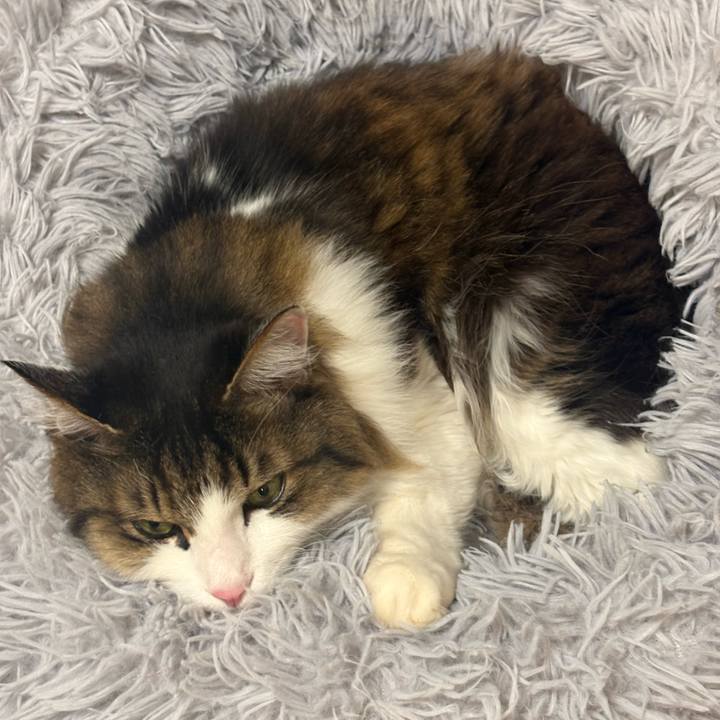 71343a7d 67d7 4af8 ba5b 20c12da6c61a 1741135573508