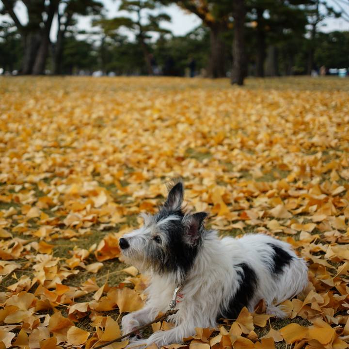 7135ed0b e748 4008 a9a8 d70f1ca2568f 1541921459962