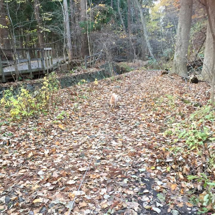 713a5c14 1030 41bb b64f 4c35ac32141b 1510008763834