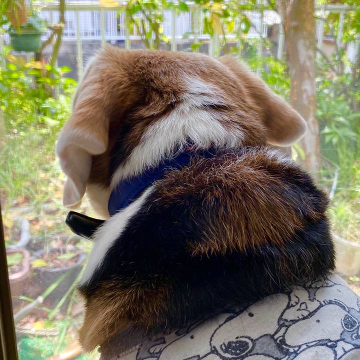 713ae50c a5a1 482d 9b25 a41b3f5ebed0 1590120216011