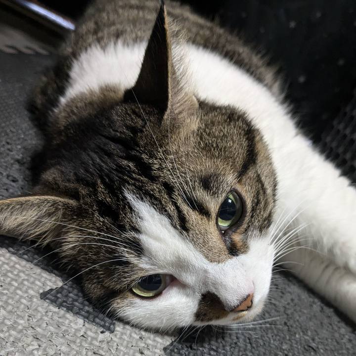 713b184d 750a 4be2 8b14 666adaa4570b 1722374125480