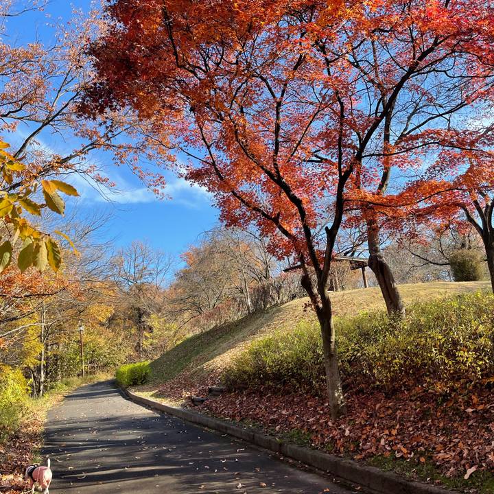 713b4385 9d4b 4483 96f0 63831020d83d 1733212423910