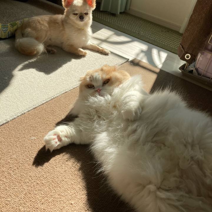 713d0aec 5c62 4179 82cd 09b260a5276d 1604143752720